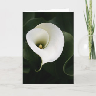 Calla Lily Greeting Card (縁どいいえ) カード