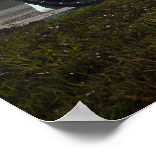 Calvin's 370z ポスター (角)