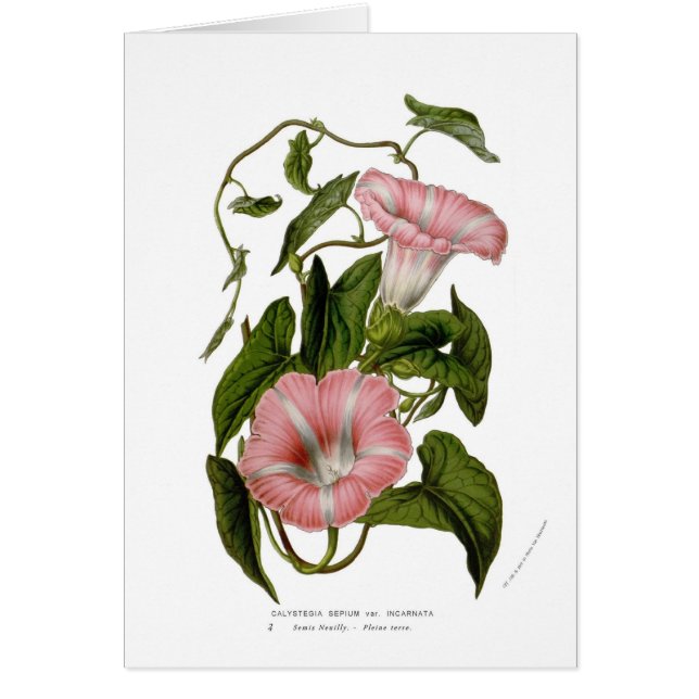 Calystegiaのsepium var。 incarnata (正面)