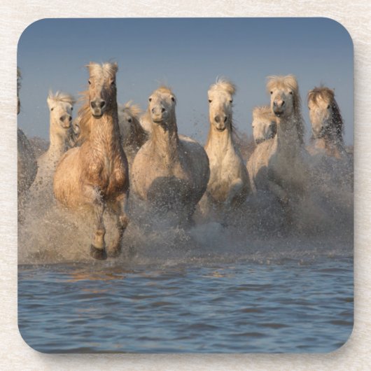 Camargueの地域の白馬のグループ コースター (正面)