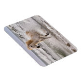 Camargue Horse Running out of Surf マグネット (右側)