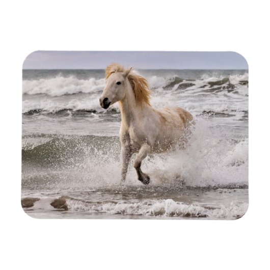 Camargue Horse Running out of Surf マグネット (横)