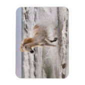 Camargue Horse Running out of Surf マグネット (縦)