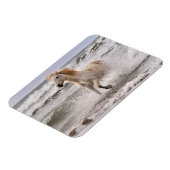 Camargue Horse Running out of Surf マグネット (左側)