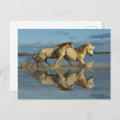 Camargue Horses and Reflection(南フランス) ポストカード (正面/裏面)