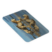 Camargue Horses and Reflection, Southern France マグネット (右側)