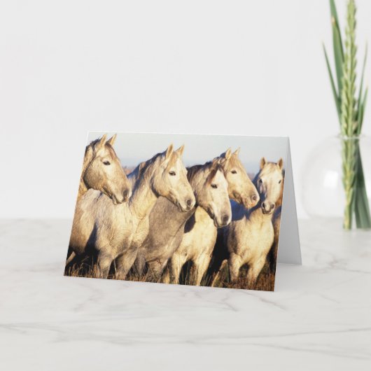 Camargue Horses (Eguus caballus カード (正面)