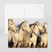 Camargue Horses (Eguus caballus ポストカード (正面/裏面)