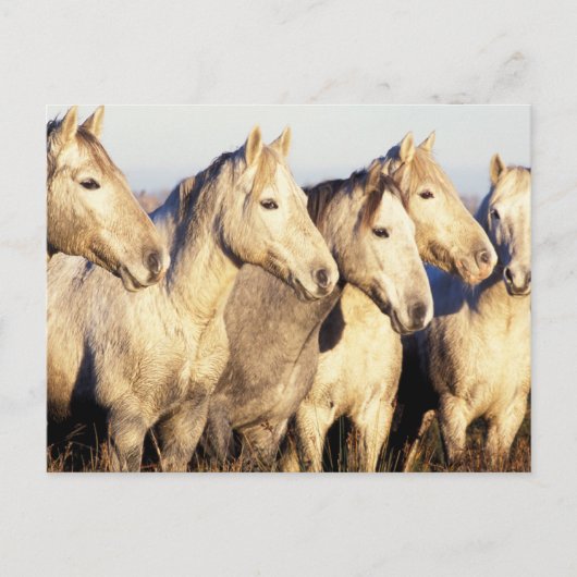 Camargue Horses (Eguus caballus ポストカード (正面)