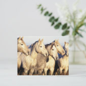 Camargue Horses (Eguus caballus ポストカード (スタンド正面)