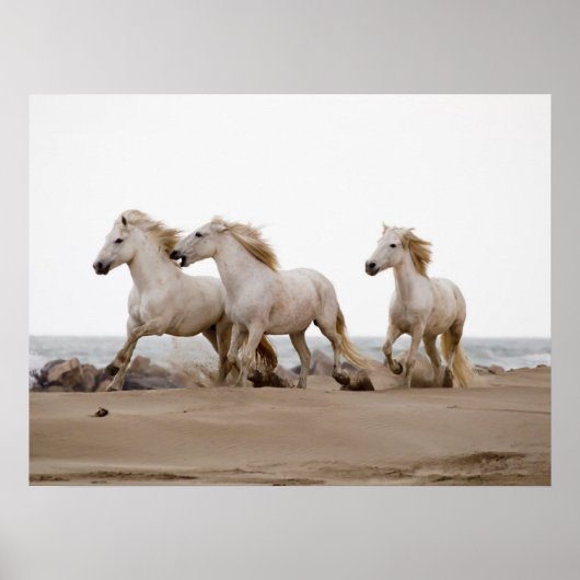 Camargue Horses Running on the Beach ポスター (正面)