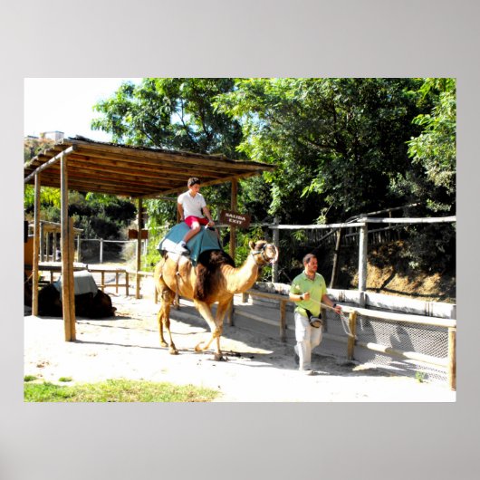 Camel ride ポスター (正面)
