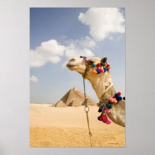 Camel with Pyramids Giza，エジプト ポスター