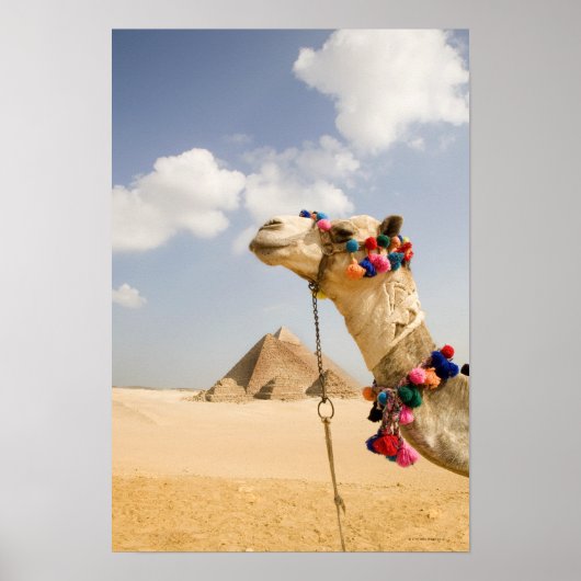 Camel with Pyramids Giza，エジプト ポスター (正面)