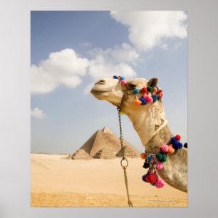 Camel with Pyramids Giza,エジプト ポスター