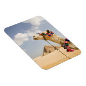 Camel with Pyramids Giza，エジプト マグネット (右側)