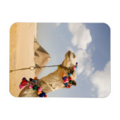 Camel with Pyramids Giza，エジプト マグネット (横)