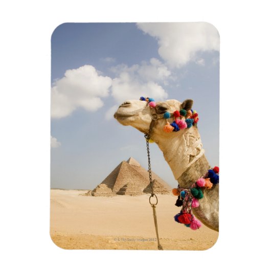 Camel with Pyramids Giza，エジプト マグネット (縦)