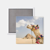 Camel with Pyramids Giza,エジプト マグネット (正面/裏面)