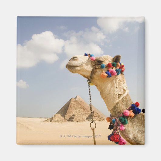 Camel with Pyramids Giza,エジプト マグネット (正面)