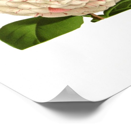 Camellia japonica ポスター (角)