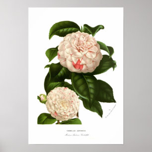 Camellia japonica ポスター