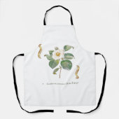 Camellia japonica 'Alba Plena'  エプロン (正面)