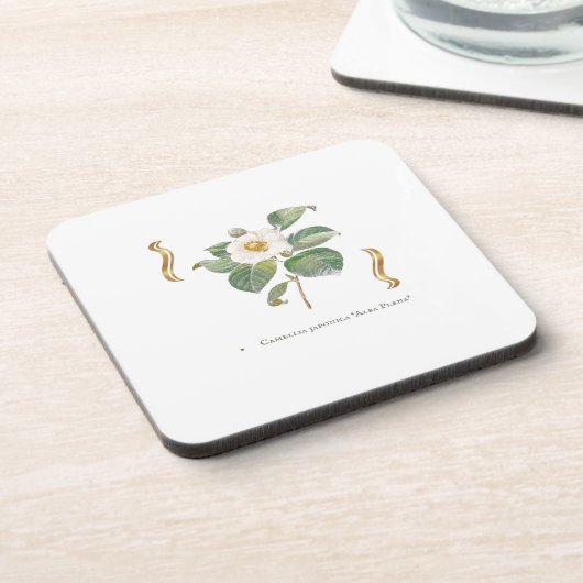 Camellia japonica 'Alba Plena'  コースター (左側)