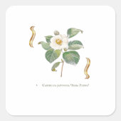 Camellia japonica 'Alba Plena'  スクエアシール (正面)