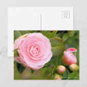 Camellia japonica f. otome [Postcard] ポストカード (正面/裏面)