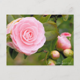 Camellia japonica f. otome [Postcard] ポストカード