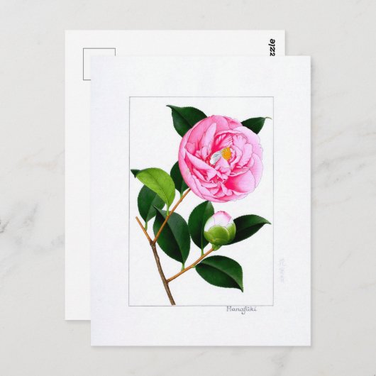 Camellia Plate: Hanafuki ポストカード (正面/裏面)