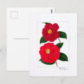 Camellia Plate: Hijirimen & Suzukayama ポストカード (正面/裏面)