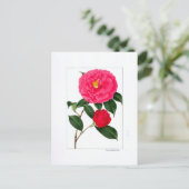 Camellia Plate: Kumasaka ポストカード (スタンド正面)