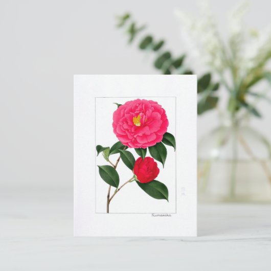 Camellia Plate: Kumasaka ポストカード (スタンド正面)