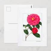 Camellia Plate: Kumasaka ポストカード (正面/裏面)