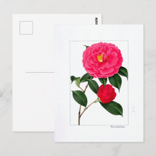 Camellia Plate: Kumasaka ポストカード (正面/裏面)