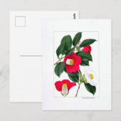 Camellia Plate: Yamatsubaki ポストカード (正面/裏面)