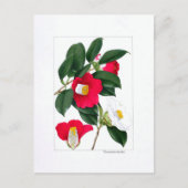 Camellia Plate: Yamatsubaki ポストカード (正面)