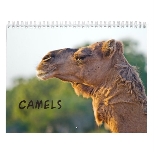 CAMELSウォールカレンダー カレンダー (カバー)
