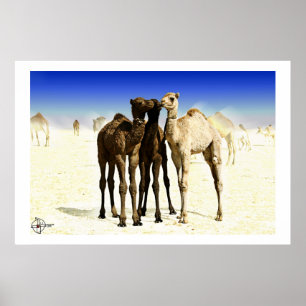Camels ポスター