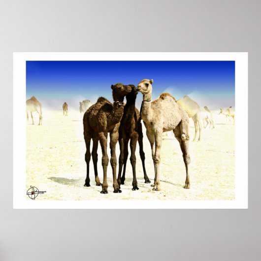 Camels ポスター (正面)