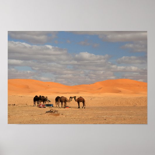 Camels in Sahara desert Poster ポスター (正面)