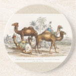 Camels of India Vintage Illustration, 1820 コースター<br><div class="desc">Title: Bactrian Camel,  Arabian Camel Or Dromedary,  Dromedaries Caparisoned,  and Post Camel of India

From "A history of the earth and animated nature" (1820). First published in 1774 by Oliver Goldsmith.</div>