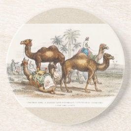 Camels of India Vintage Illustration, 1820 コースター