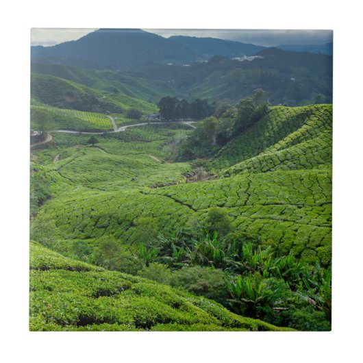 Cameron Highlands Tea Plantation タイル (正面)