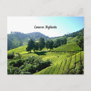 Cameron Highlands、Tea Plantation、マレーシア ポストカード