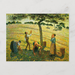 Camille Pissarro – リンゴのEragny-sur-Epteでのピッキング ポストカード