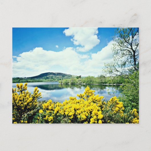 Camlough Lough, County Down,アイルランドの花 ポストカード (正面)