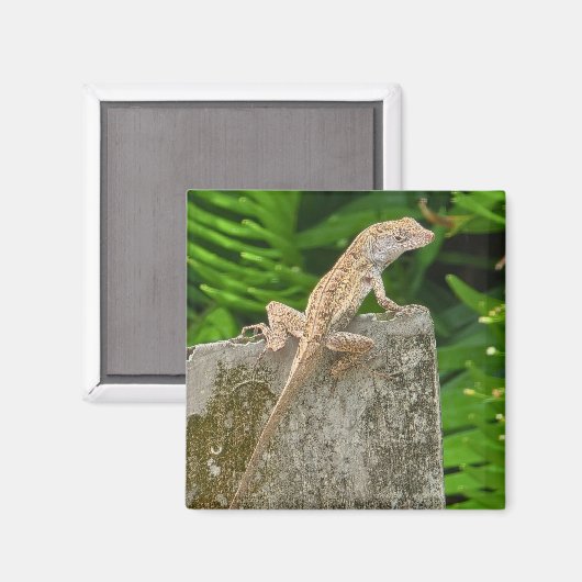 Camouflage Master マグネット (正面/裏面)